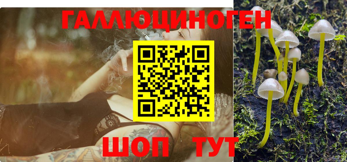 Галлюциногенные грибы Psilocybe Ейск